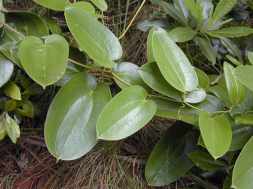 Smilax melastomifolia